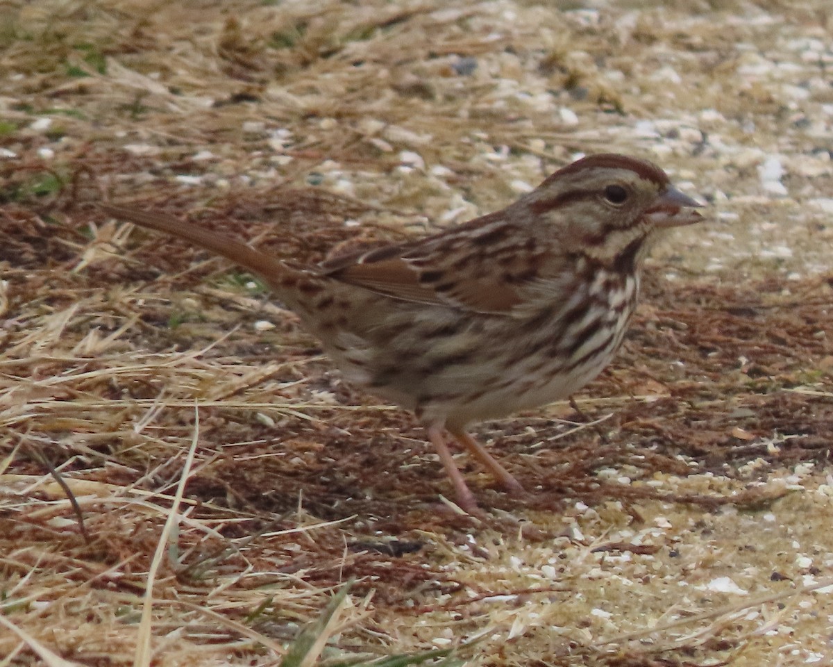 Song Sparrow - ML647485303