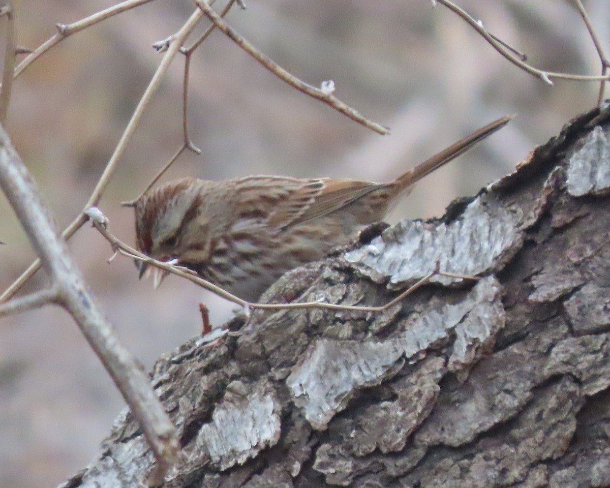 Song Sparrow - ML647485311