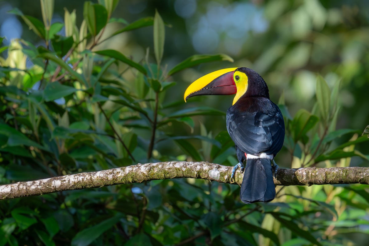 Yellow-throated Toucan - ML647485335