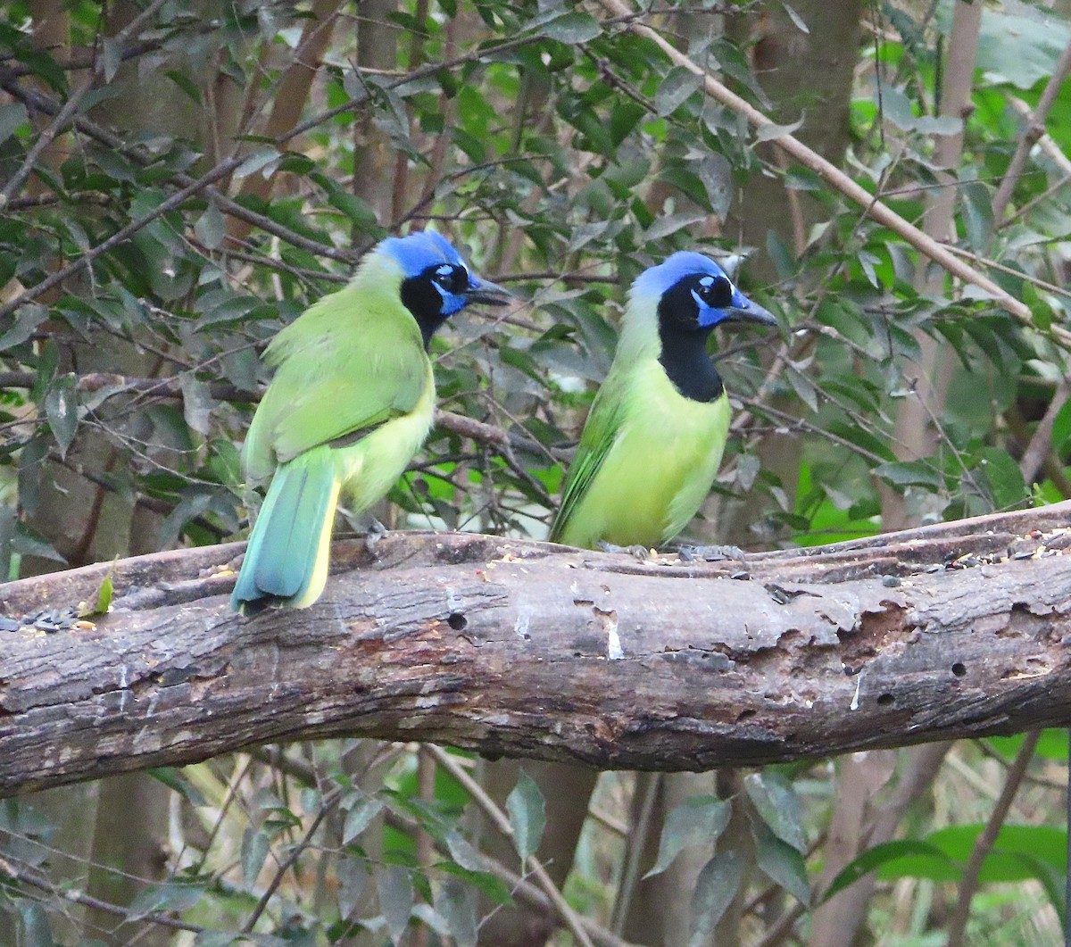 Green Jay - ML647485349