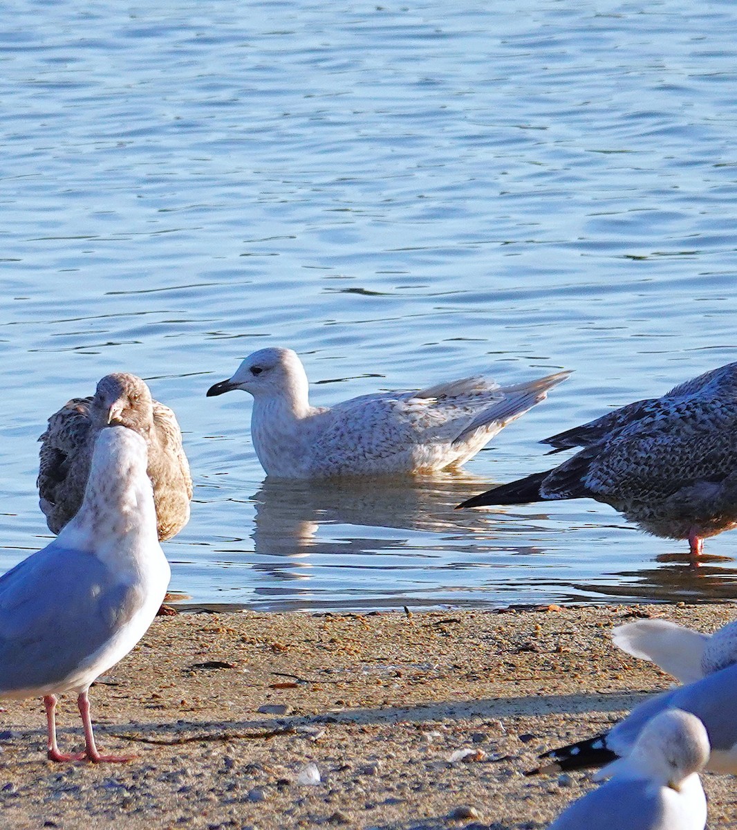 アイスランドカモメ（亜種 クムリーンカモメ） - ML647485360