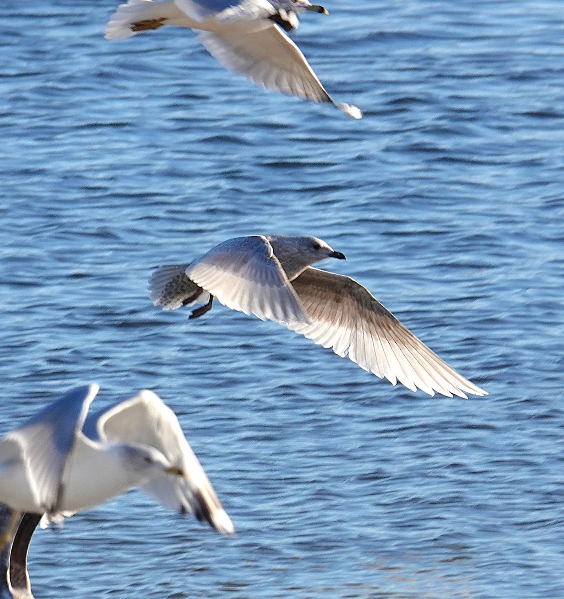 アイスランドカモメ（亜種 クムリーンカモメ） - ML647485361