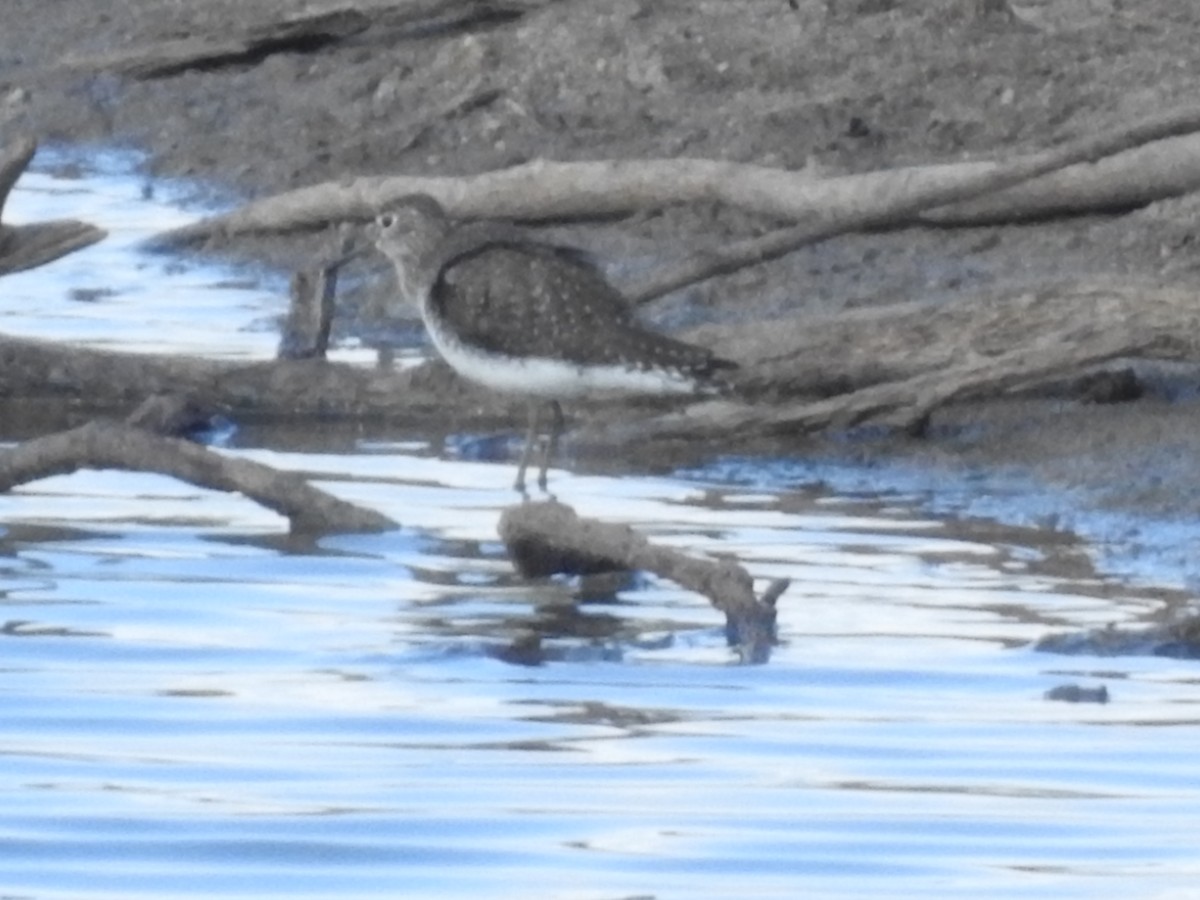 Solitary Sandpiper - ML647485365