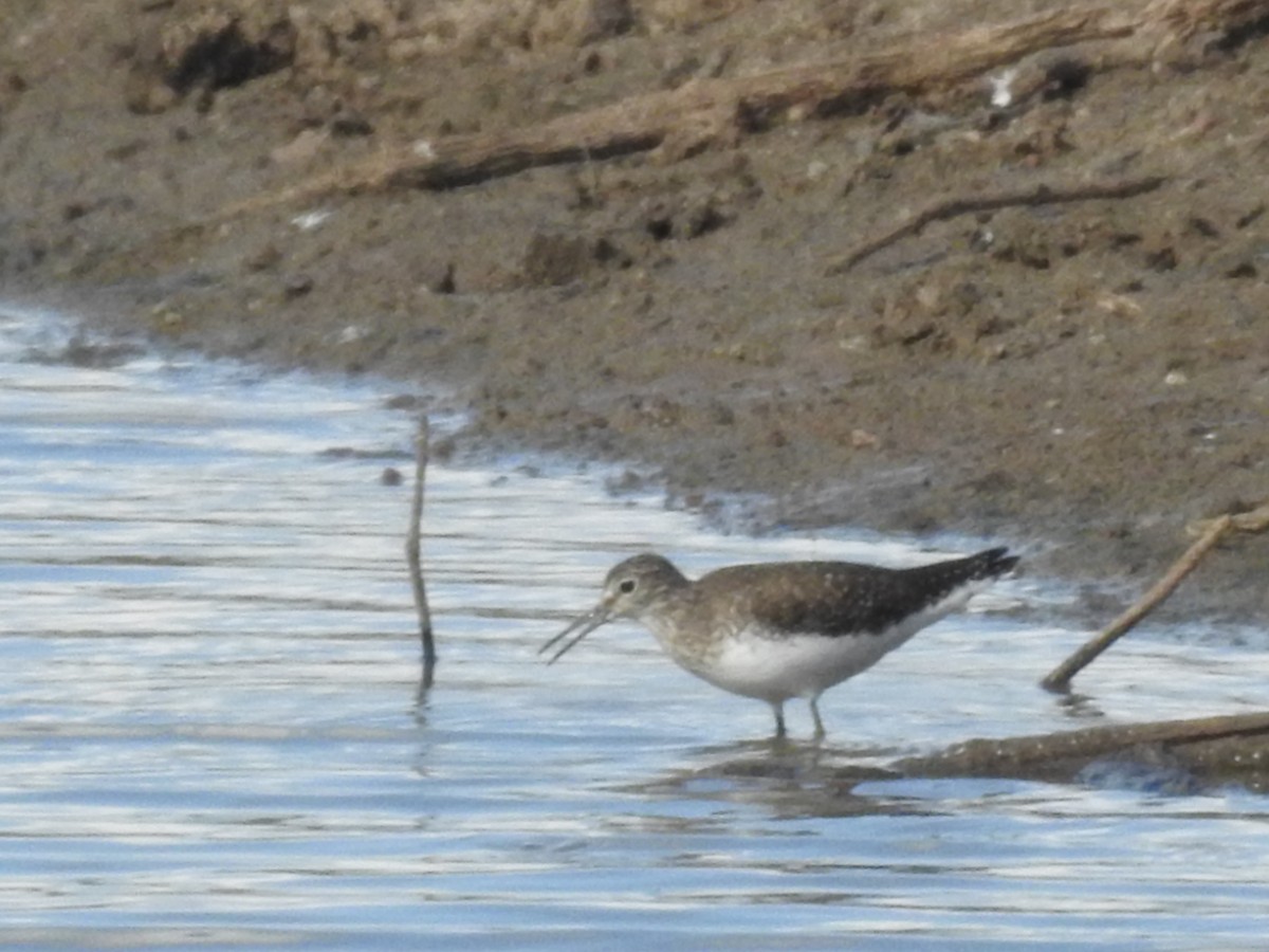Solitary Sandpiper - ML647485366