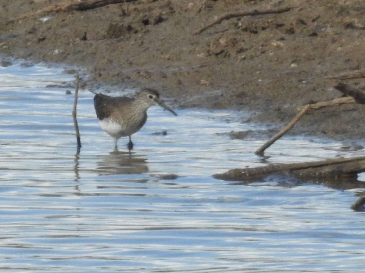 Solitary Sandpiper - ML647485367