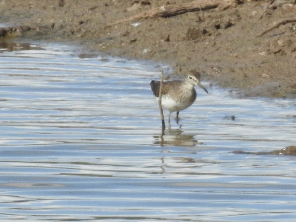 Solitary Sandpiper - ML647485368