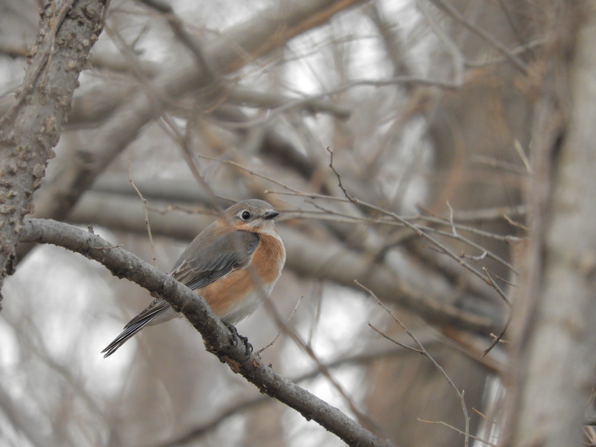 Eastern Bluebird - ML647485373