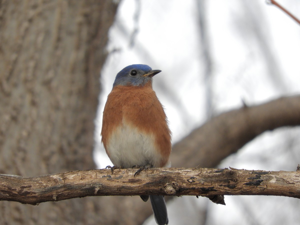 Eastern Bluebird - ML647485375