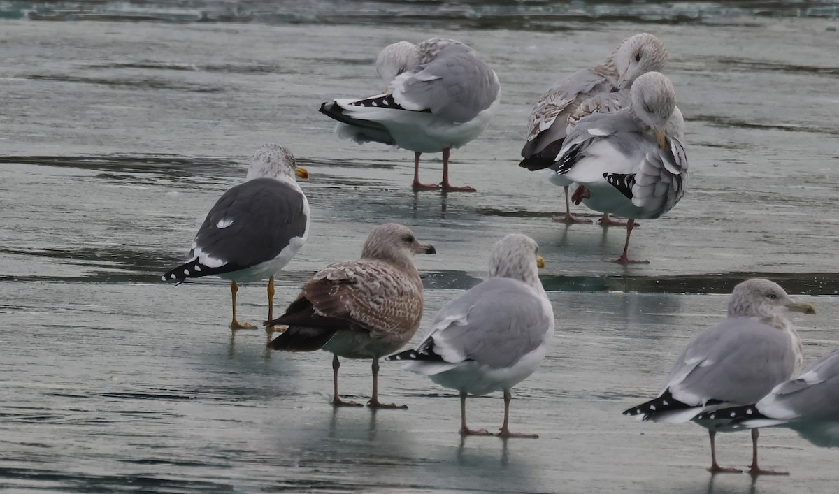 Gaviota Sombría - ML647485394