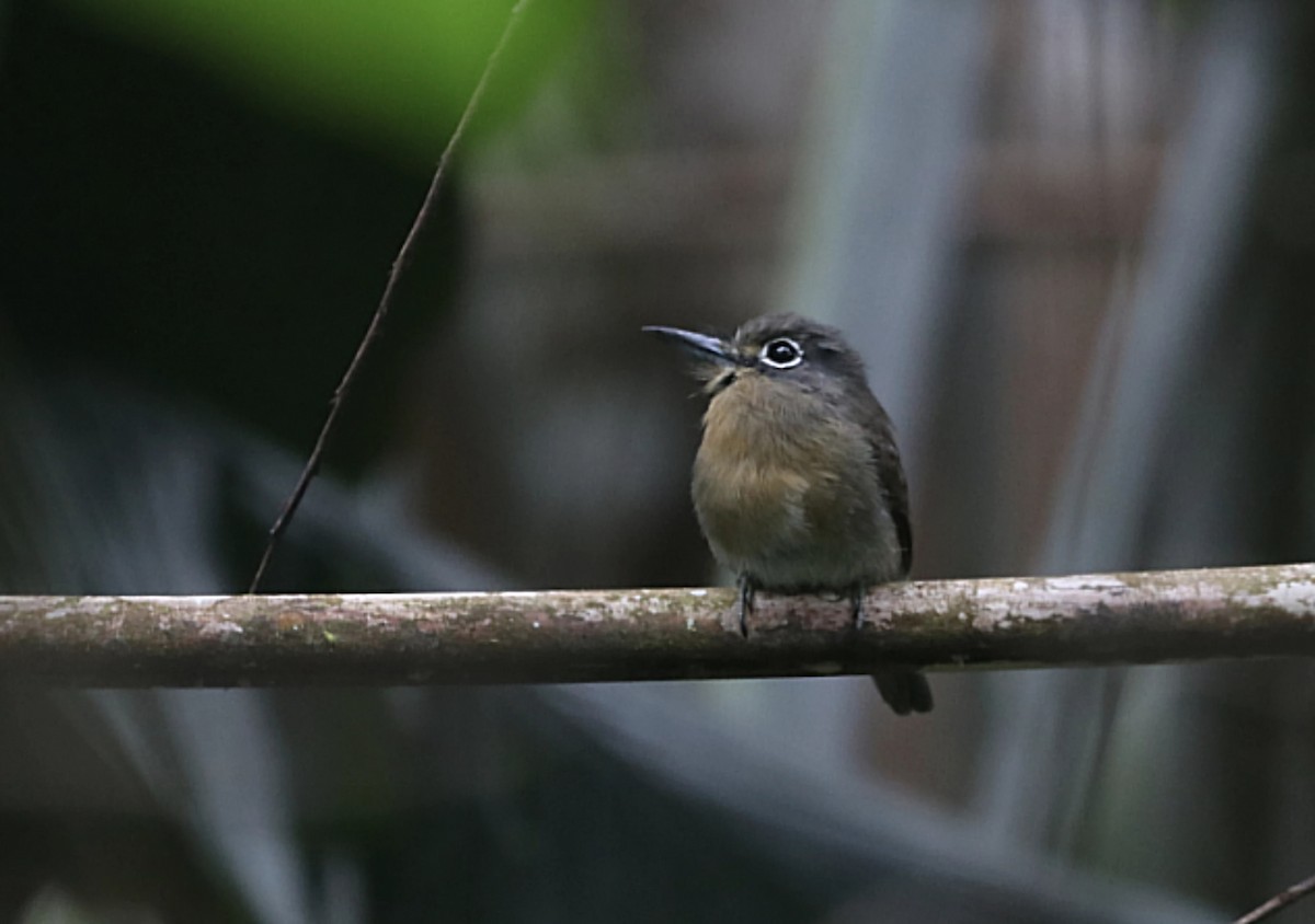 Rusty-breasted Nunlet - ML647485403