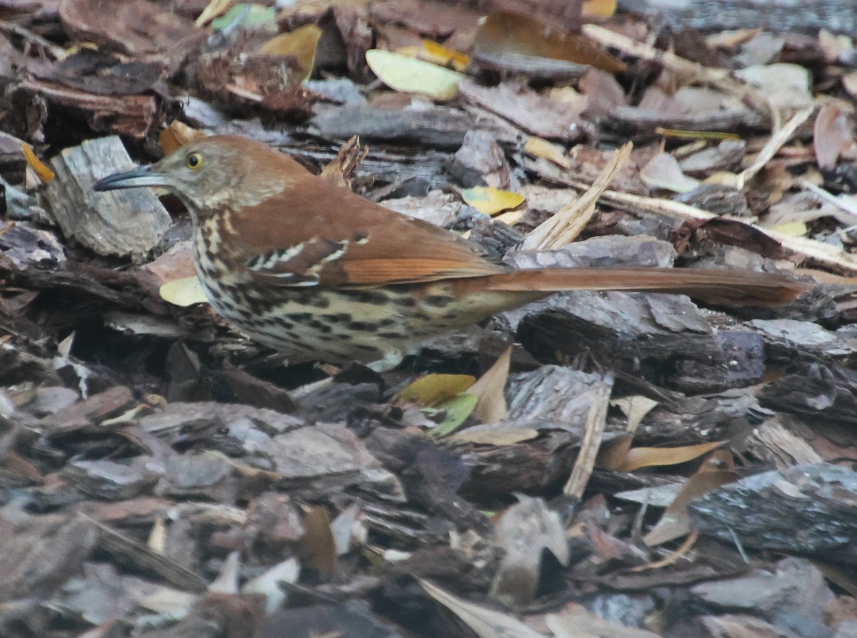 Brown Thrasher - ML647485405