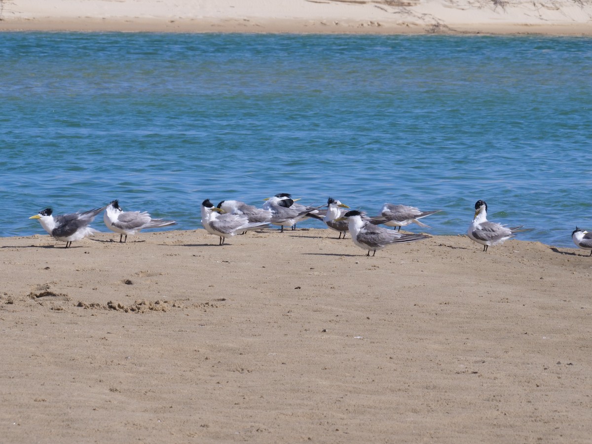 Great Crested Tern - ML647485407