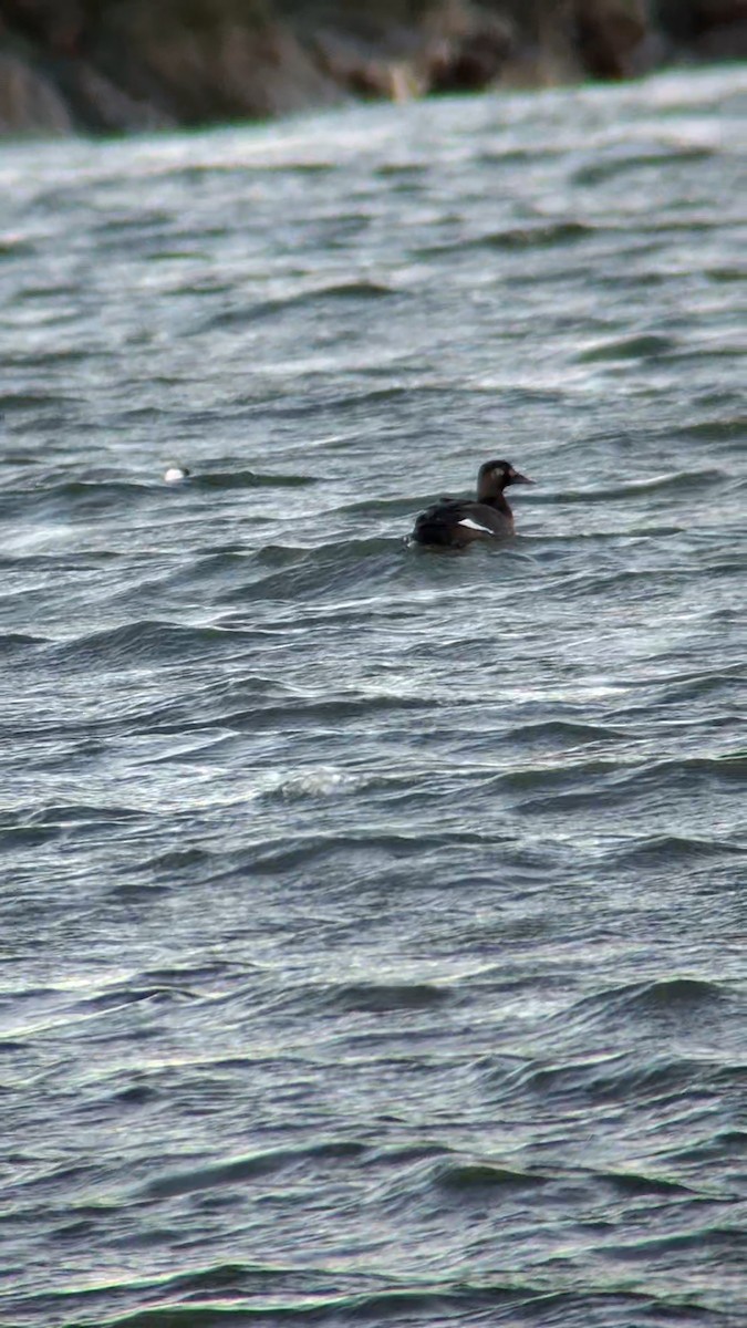 アメリカビロードキンクロ - ML647485439