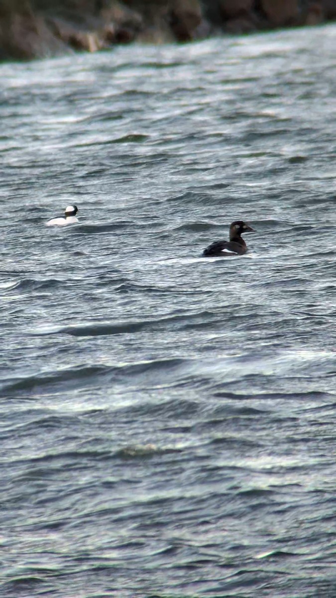 アメリカビロードキンクロ - ML647485442