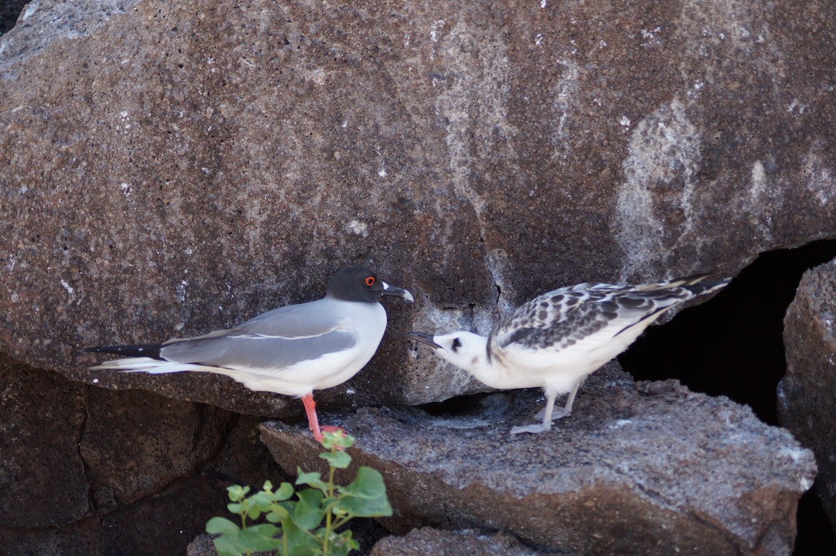 Мартин галапагоський - ML647485467