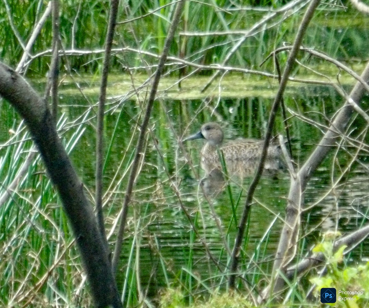 Zertzeta hegalurdina - ML647485472