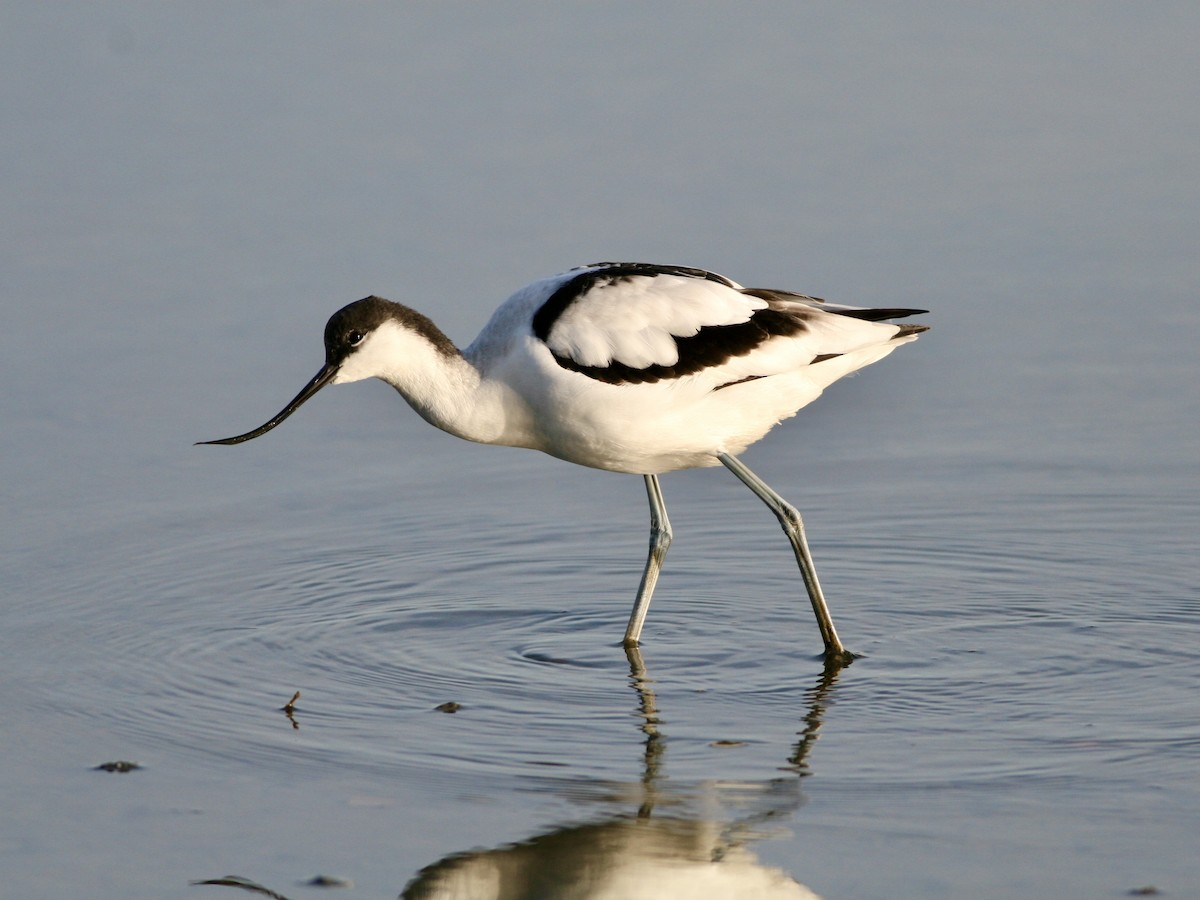 Pied Avocet - ML647485508