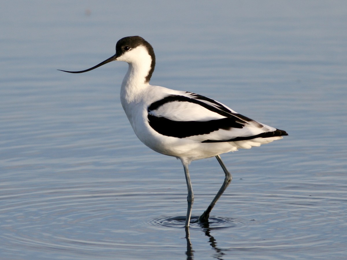 Pied Avocet - ML647485509
