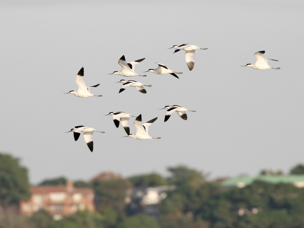 Pied Avocet - ML647485510