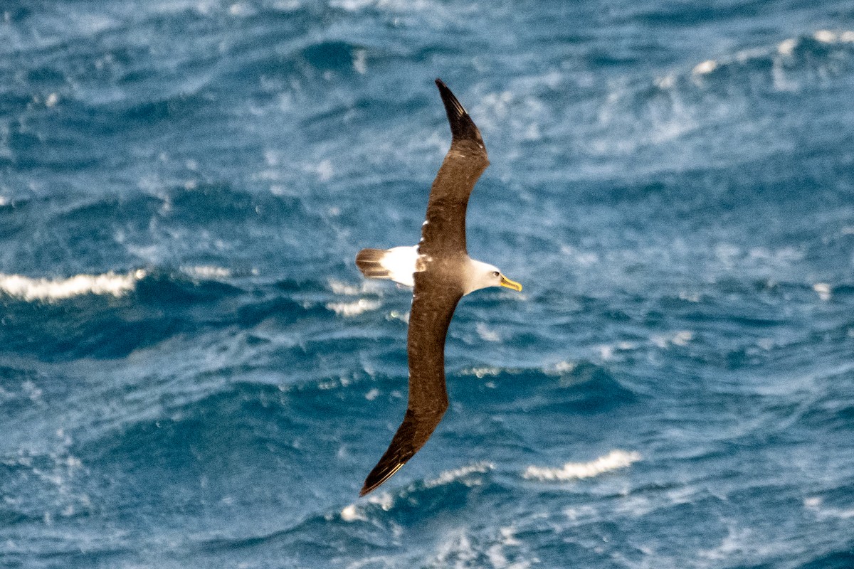 Buller albatrosa - ML647485514