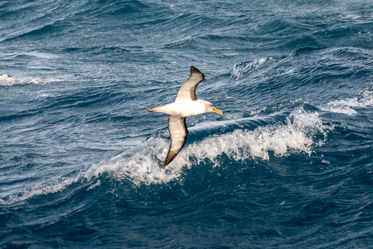 Buller albatrosa - ML647485515