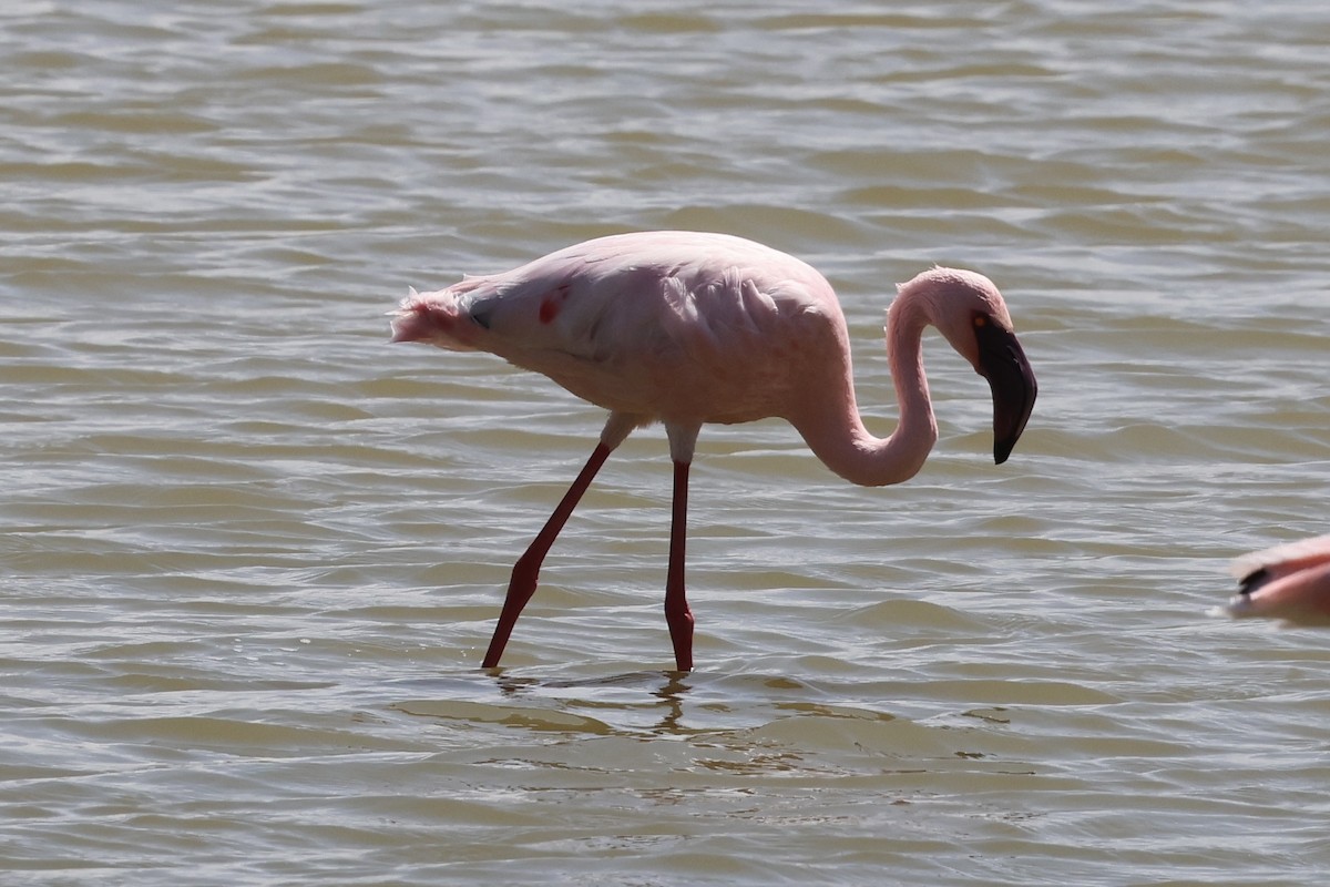 Zwergflamingo - ML647485517