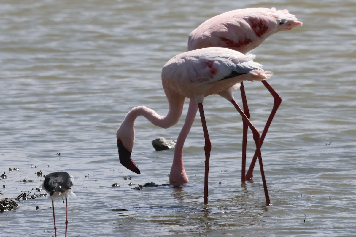 Zwergflamingo - ML647485518