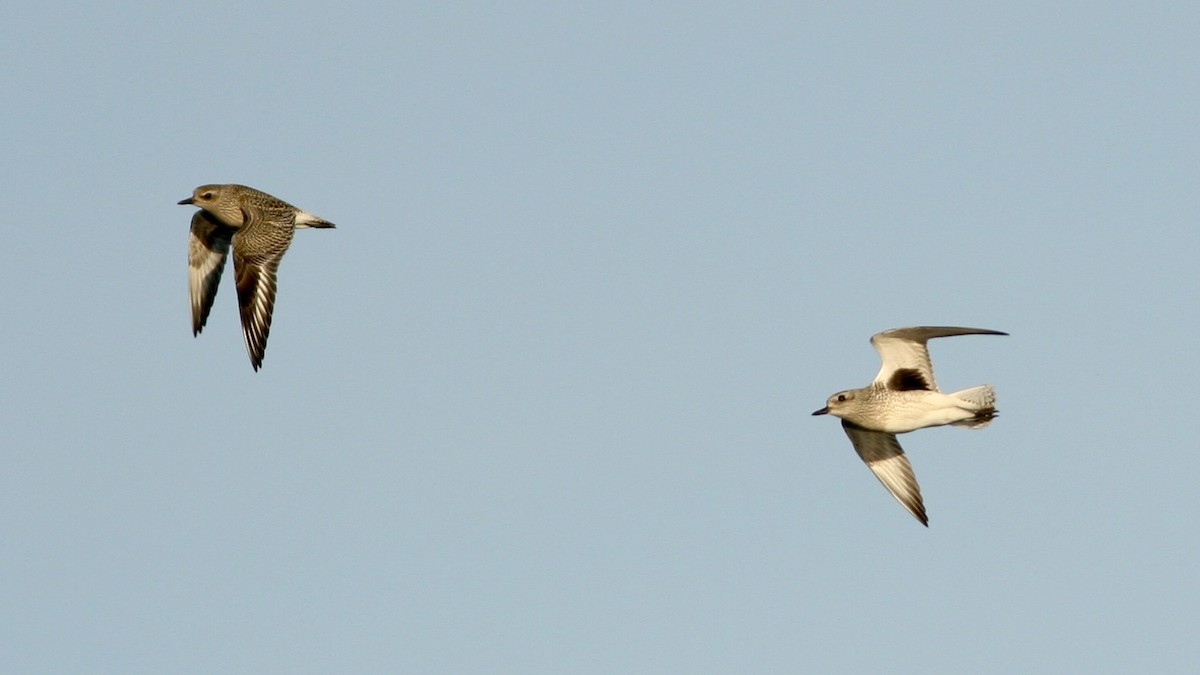 Black-bellied Plover - ML647485519