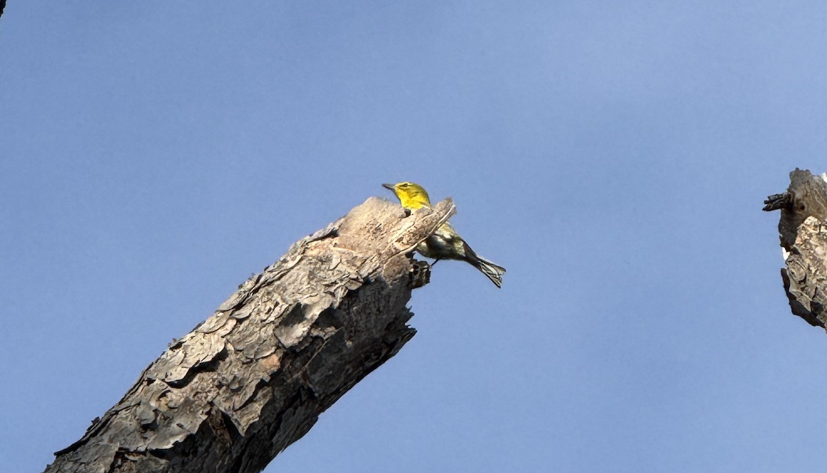 Сосновая древесница - ML647485531