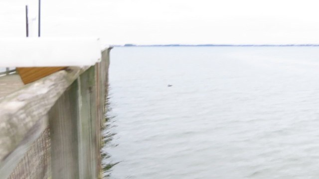 Palyaço Ördeği - ML647485537