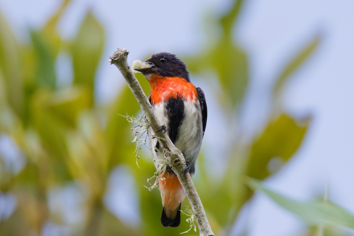 Mistletoebird - ML647485566