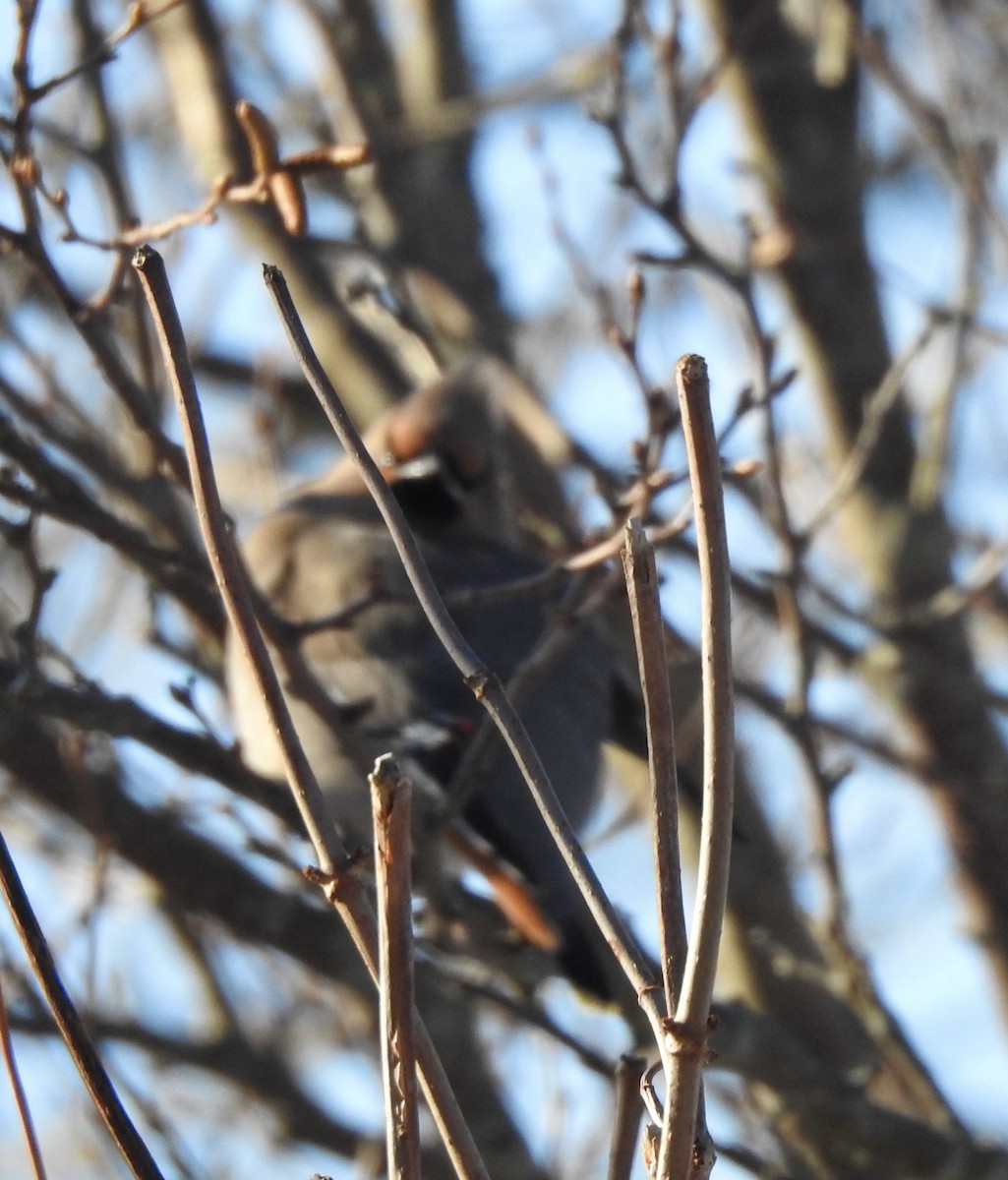 黃連雀 - ML647485577