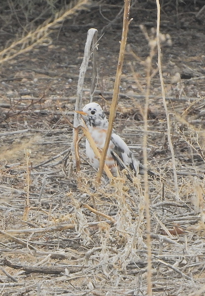 American Robin - ML647485584