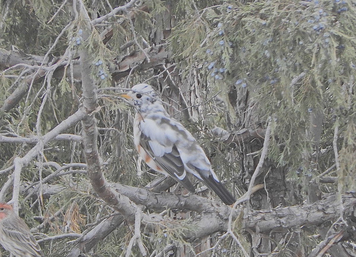 American Robin - ML647485585