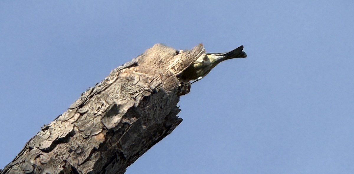 Сосновая древесница - ML647485588