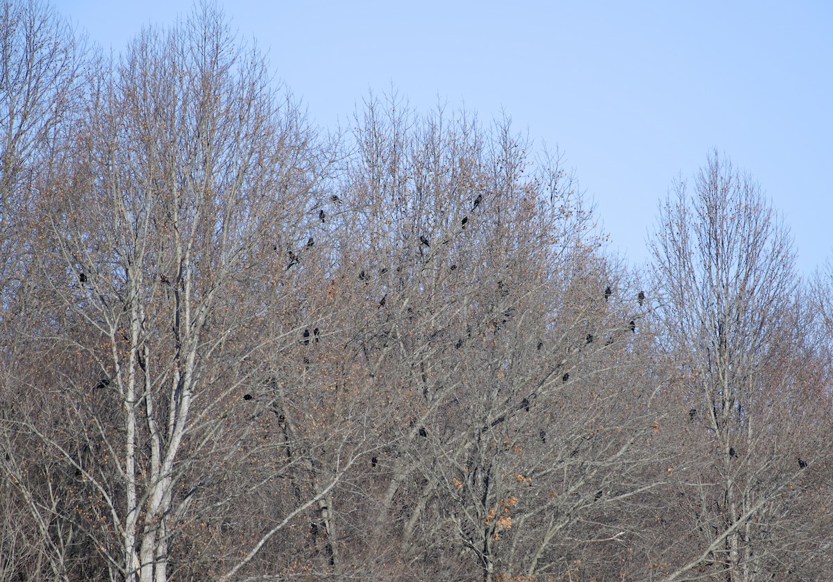 American/Fish Crow - ML647485605