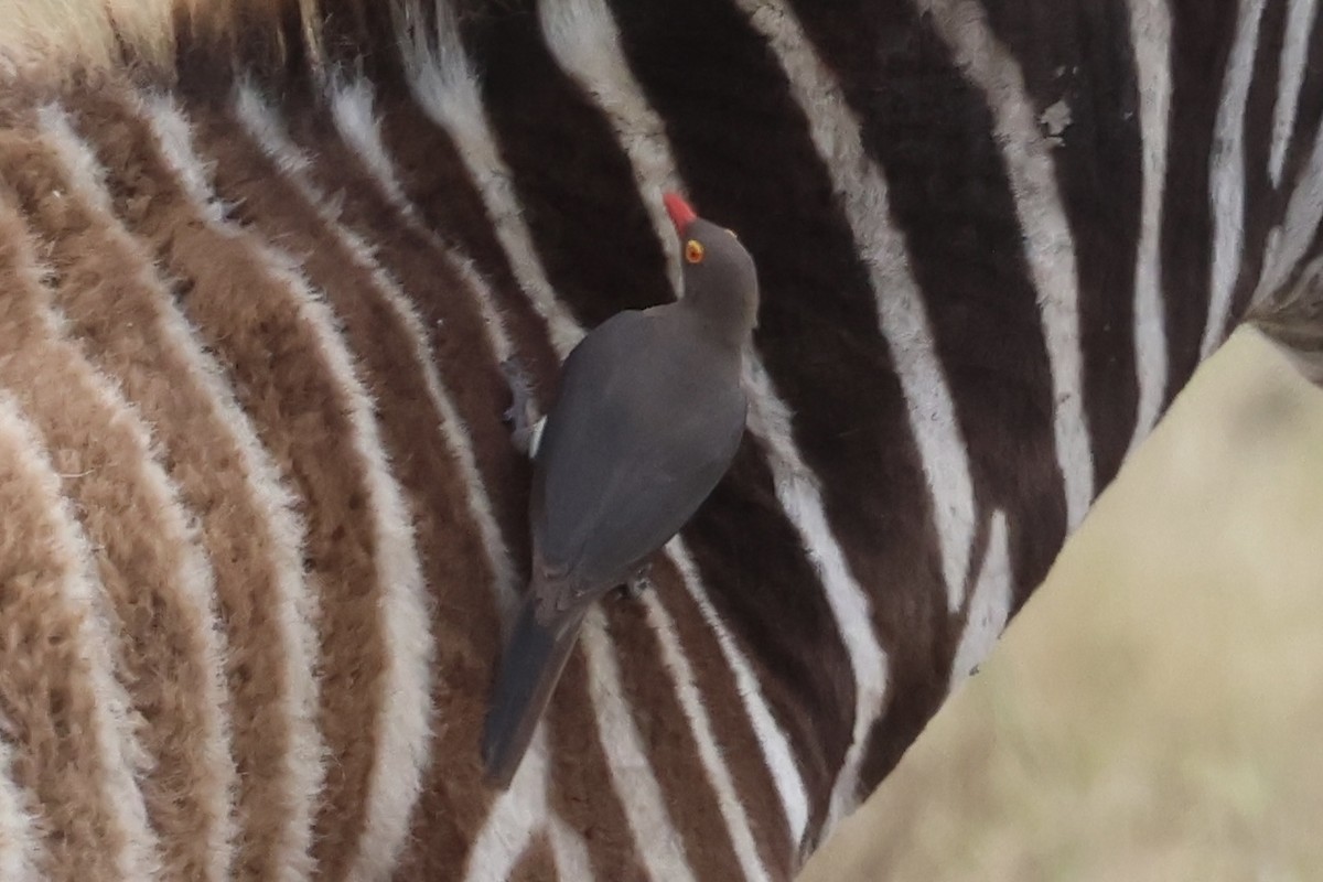 rødnebboksehakker - ML647485615