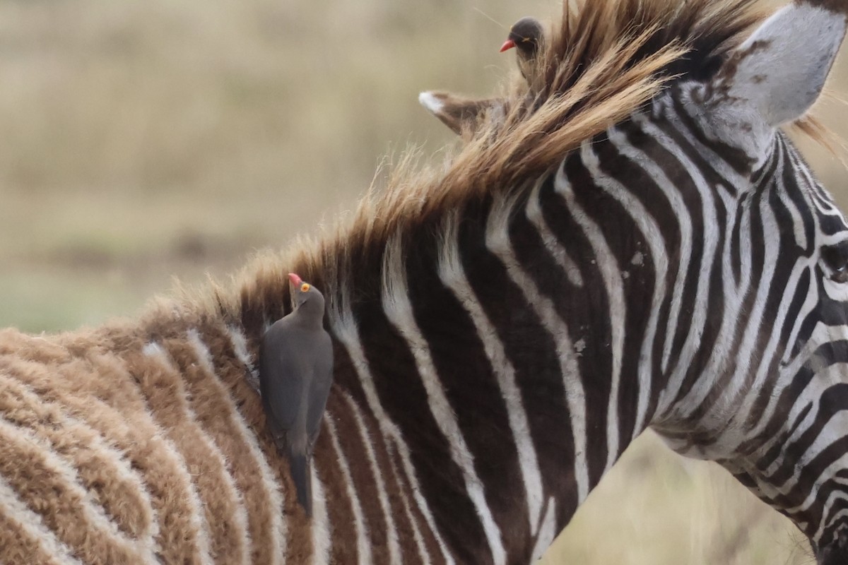 rødnebboksehakker - ML647485616