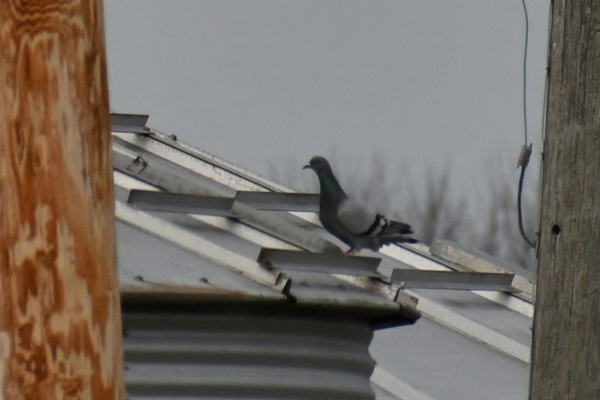 カワラバト（ドバト、家畜型） - ML647485625