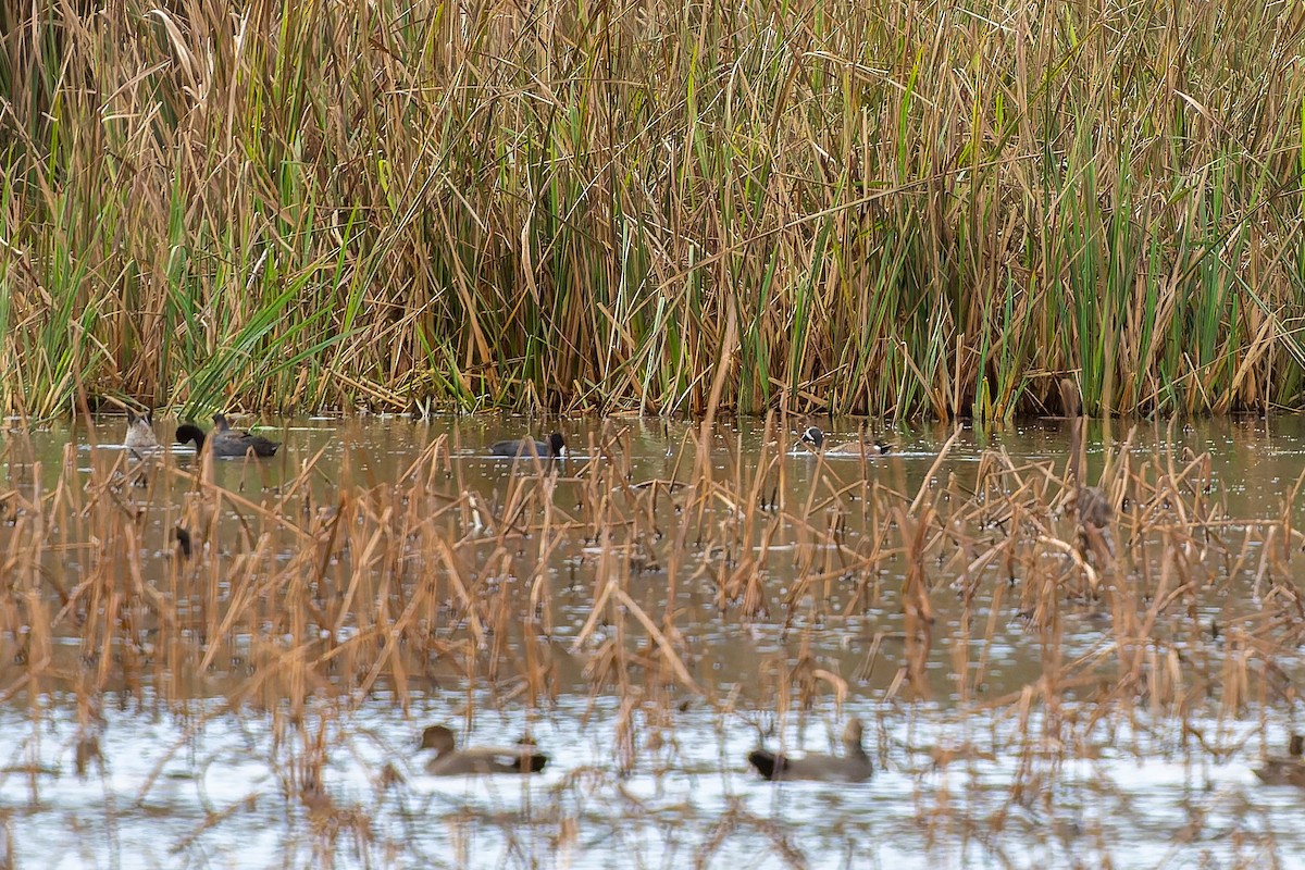 Zertzeta hegalurdina - ML647485630