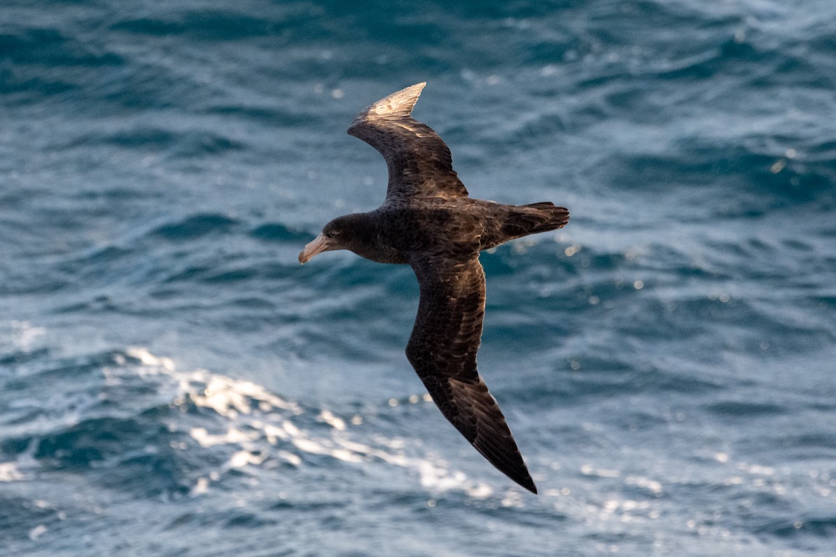 Northern Giant-Petrel - ML647485631