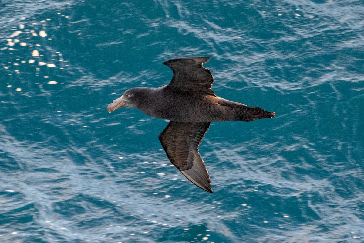 Northern Giant-Petrel - ML647485636