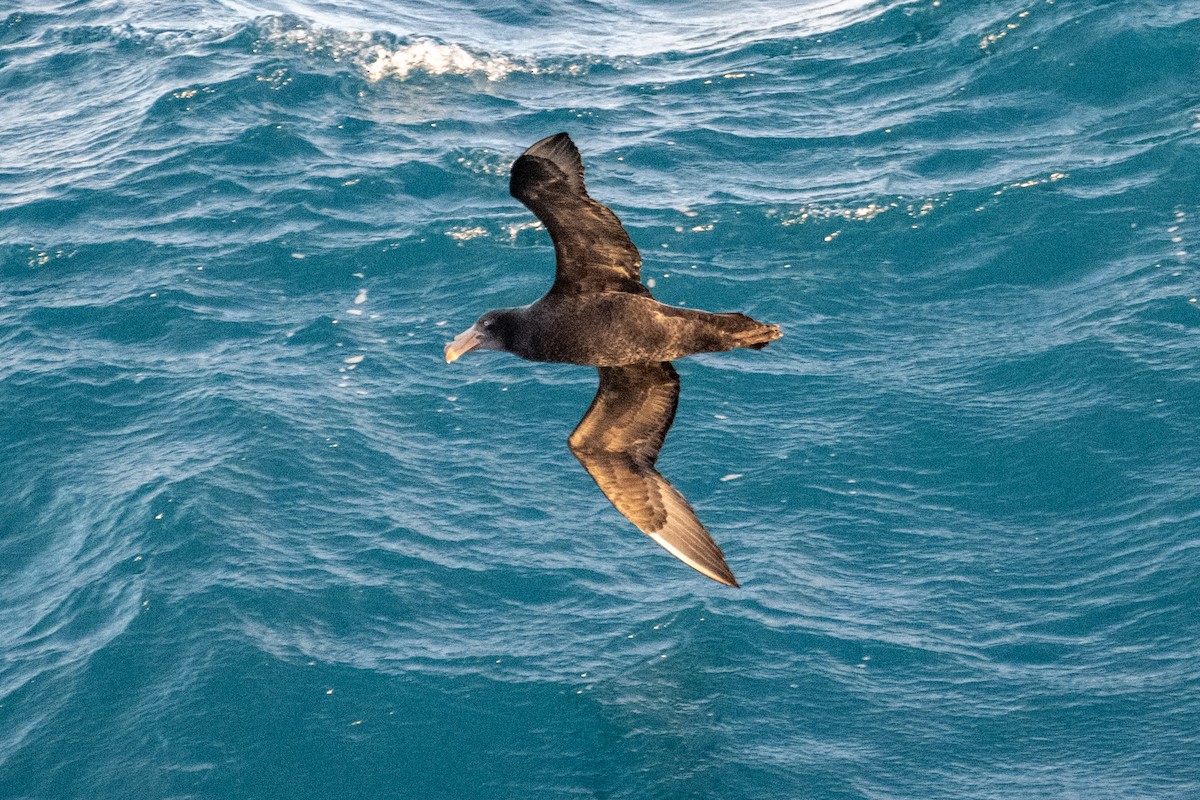 Northern Giant-Petrel - ML647485637