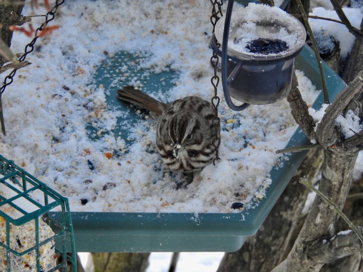 Song Sparrow - ML647485640