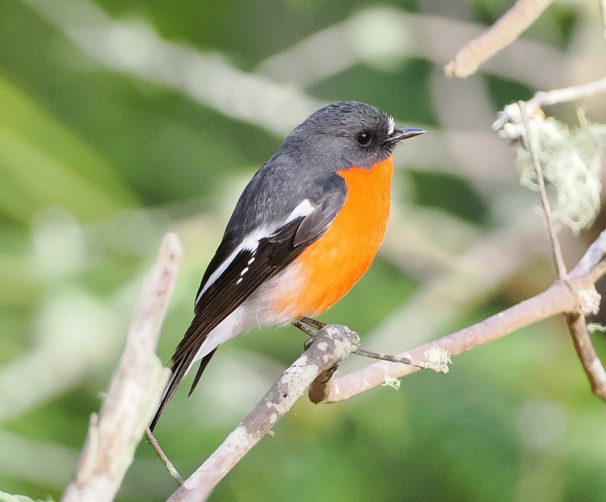 Flame Robin - ML647485672