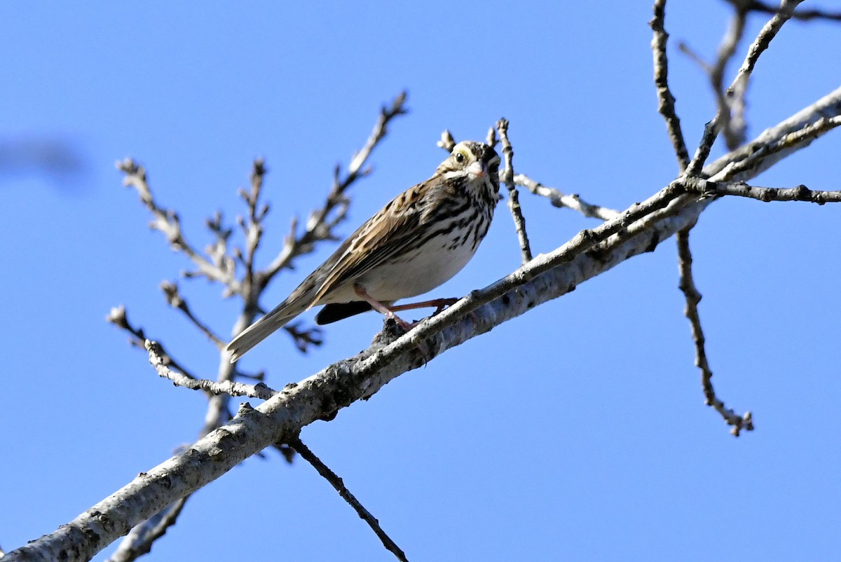 Пасовник савановий - ML647485677