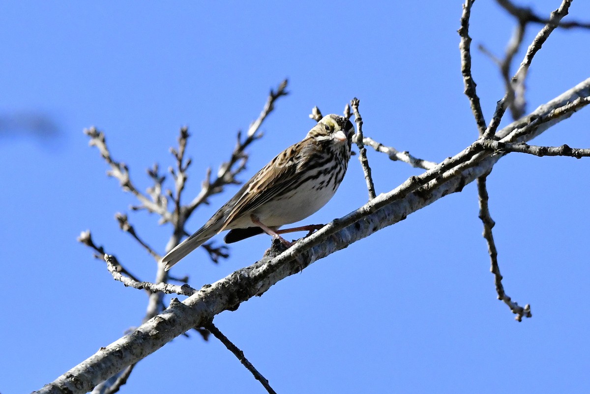 Пасовник савановий - ML647485678