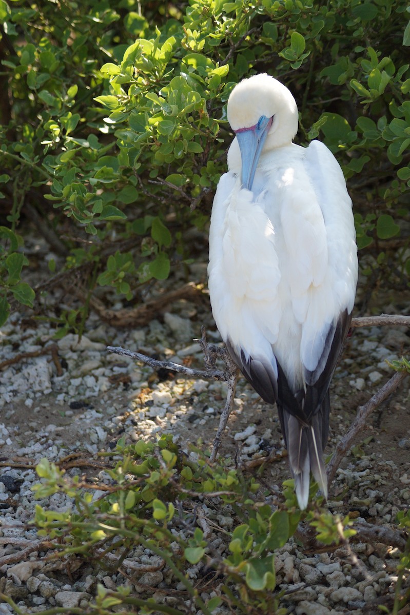 Red-footed Booby - ML647485680