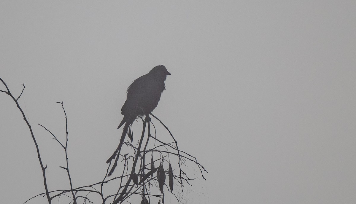 drongo černý - ML647485717