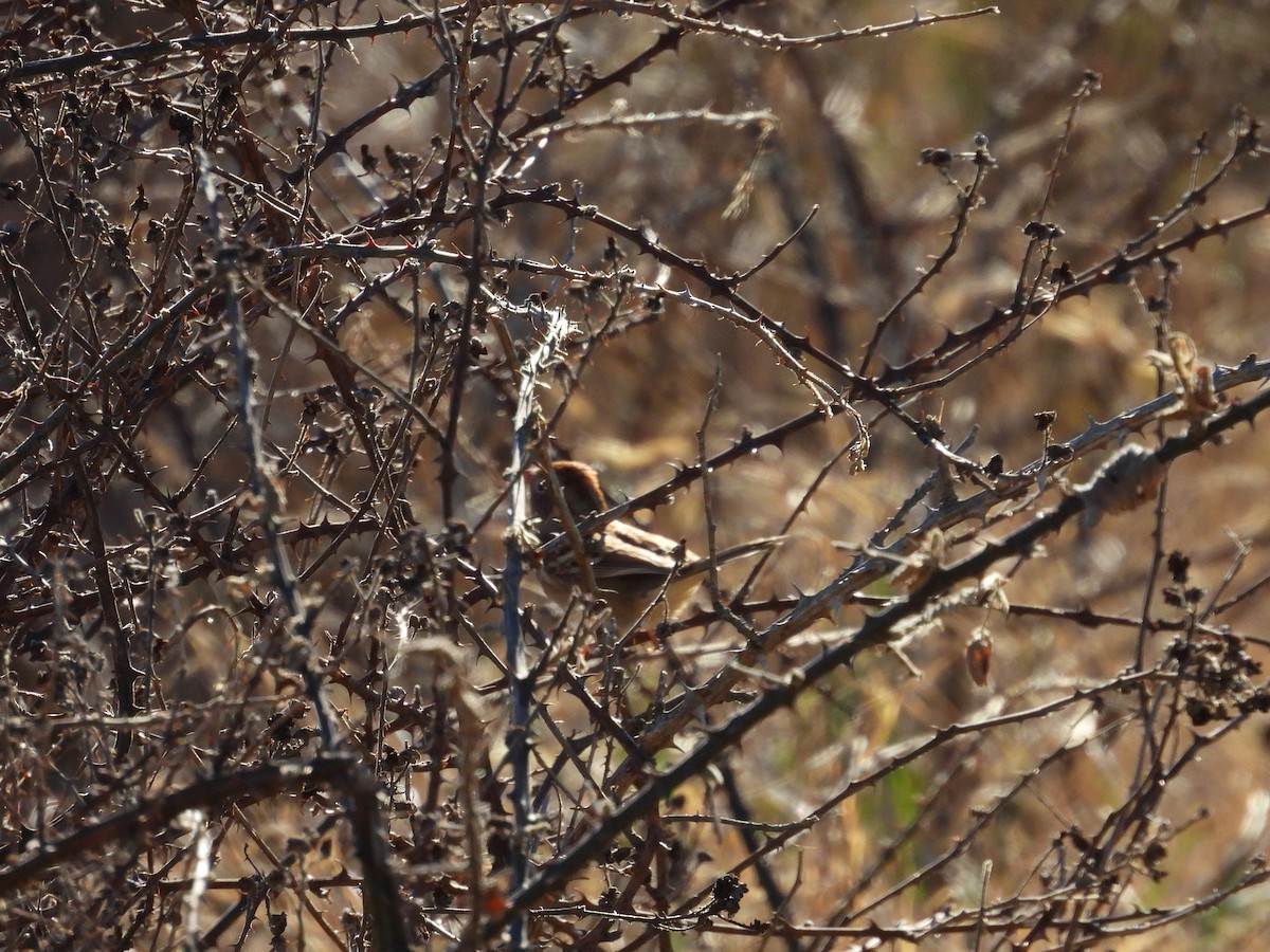 Field Sparrow - ML647485726